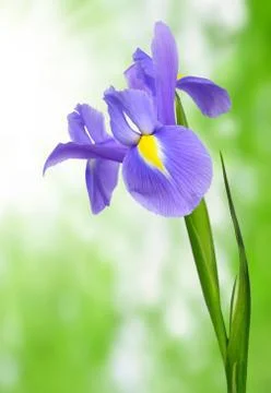 Purple iris flower  Stock Photos