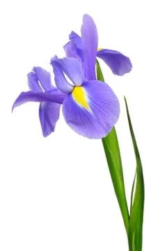 Purple iris flower Stock Photos