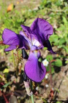 Purple iris flower Stock Photos