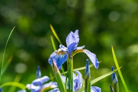 Purple iris flower Stock Photos