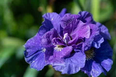 Purple iris flower 写真素材