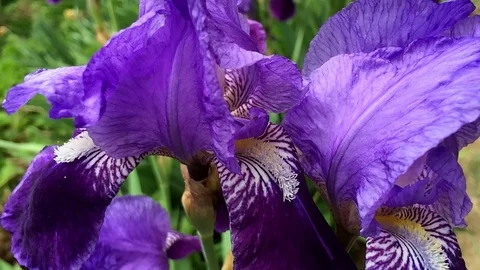 Purple Iris Flower in Slow Motion Видео 111831091