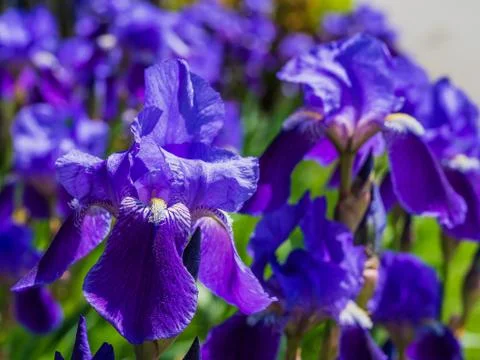 Purple iris flower in spring time Stock Photos
