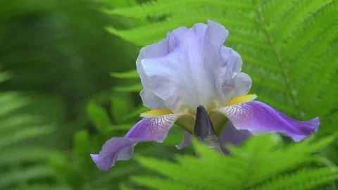 A purple iris flower sways 스톡 동영상 155035891