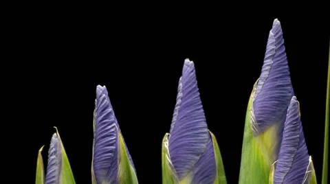 Purple Iris Flower Time-lapse Stock Footage 46174558