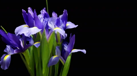 Purple Iris Flower Time-lapse Video stock 56001224