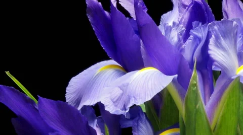 Purple Iris Flower Time-lapse Stock Footage 56003549