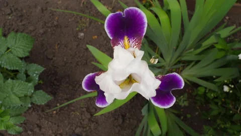 Purple iris flower, top view Video stock 156517313