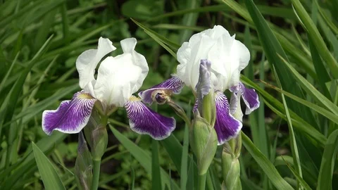 Purple Iris flowers blowing in the wind Stock Footage 90397198