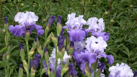 Purple Iris flowers blowing in the wind Stock Footage 90397200