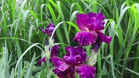 Purple iris flowers blown by wind in garden in sunny day. Stock Footage 133725669