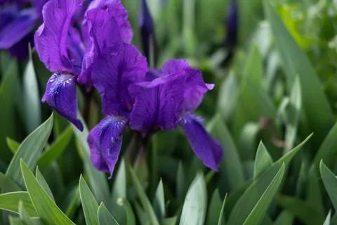 Purple iris flowers close-up on the background of a green garden. A sunny day Stock Photos