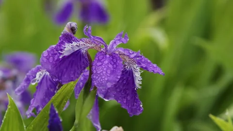 Purple Iris Flowers Covered in Raindrops Close-up Macro Shot Stockbeeldmateriaal 335143410