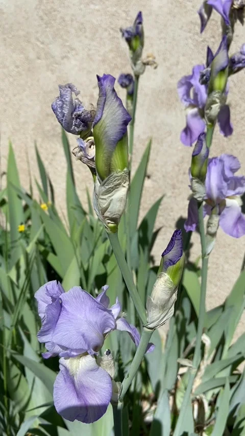 Purple iris flowers Stock-Footage 340640209