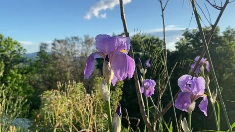 Purple iris flowers Stock Footage 346501089