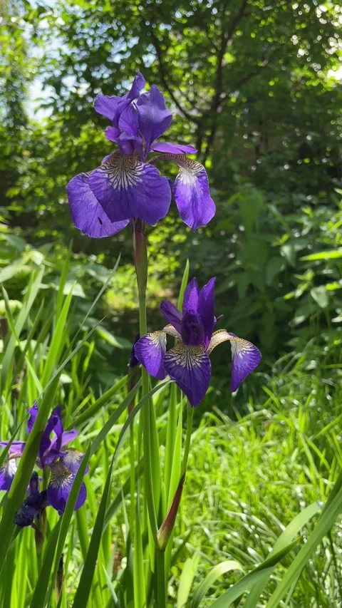 Purple iris flowers in natural environment in the spring garden. Stock Footage 281676952
