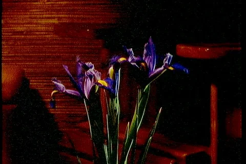 Purple iris flowers open quick timelapse Video stock 122946535