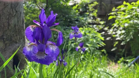 Purple iris flowers in the spring garden. Stock Footage 275852507