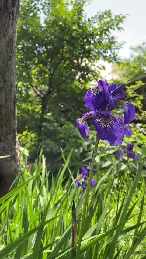 Purple iris flowers in the spring garden. Stock Footage 276099992