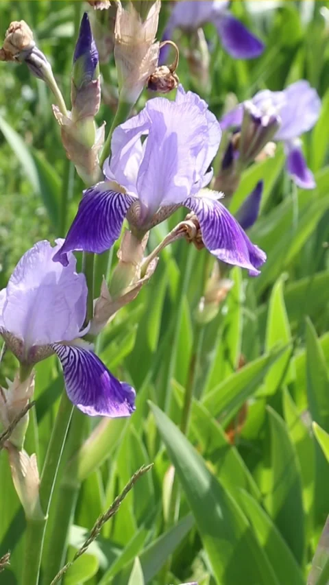 Purple iris flowers swaying gently in natural garden setting Stock Footage 311510887