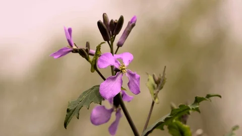 Purple iris flowers in the wind Video stock 88078047
