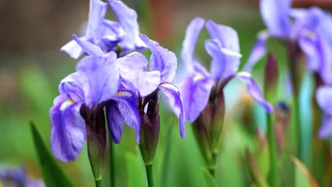 Purple iris flowers in windy weather, green grass Stock Footage