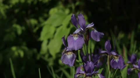 Purple Iris Stockbeeldmateriaal 23213826