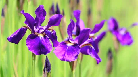 Purple Iris. Stock Footage 24865840