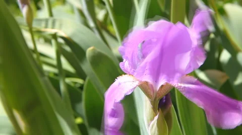 Purple iris Stock Footage 40493538