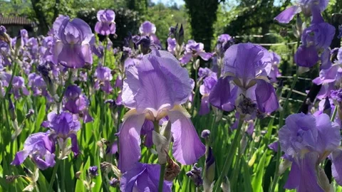 Purple Iris Stock Footage 193736516