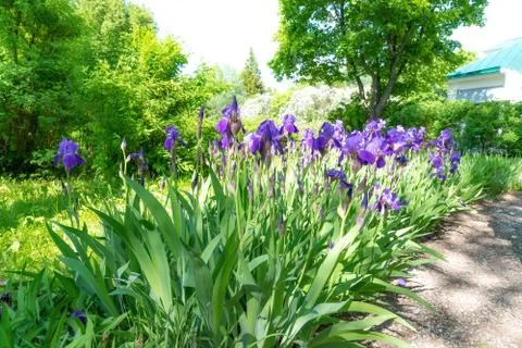 Purple Iris in full bloom on flowerbed in garden on sunny day Stock Photos