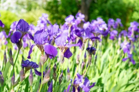 Purple Iris in full bloom on flowerbed in garden on sunny day Stock Photos