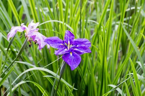 Purple iris in full bloom Foto stock