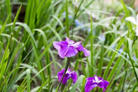 Purple iris in full bloom Stock Photos