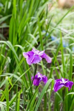 Purple iris in full bloom Stock Photos