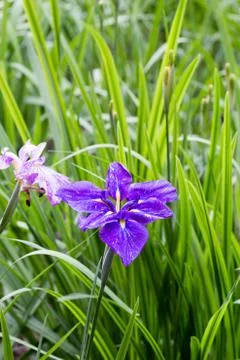 Purple iris in full bloom Stock Photos