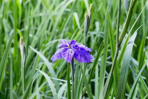 Purple iris in full bloom Stock Photos