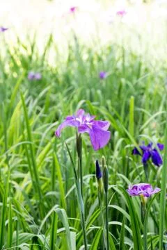 Purple iris in full bloom Stock Photos