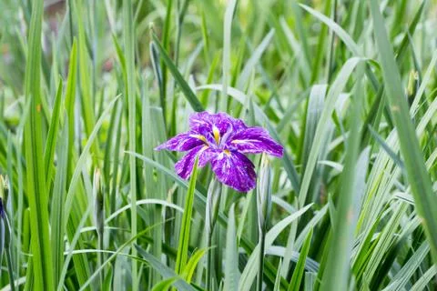 Purple iris in full bloom Stock Photos