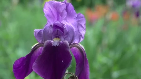 Purple iris in the garden Stock Footage 61074808