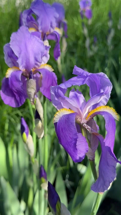 Purple Iris germanica bearded irises flowers, vertical video. Stock-Footage 335499582