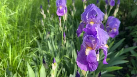 Purple Iris germanica bearded irises flowers. Stock-Footage 335499585