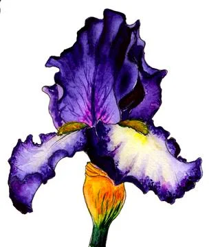 Purple iris Illustrazione stock