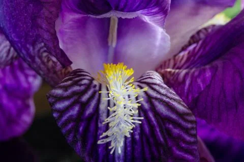Purple Iris Macro-2 Foto stock