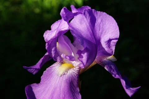 Purple iris Stock-Fotos