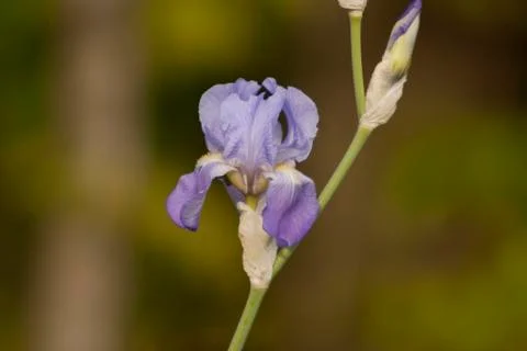 Purple Iris Stock Photos