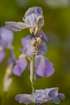 Purple Iris Stock Photos