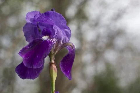 Purple Iris Stock Photos