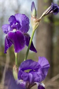 Purple Iris' Stock Photos