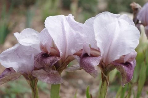 Purple iris 스톡 사진